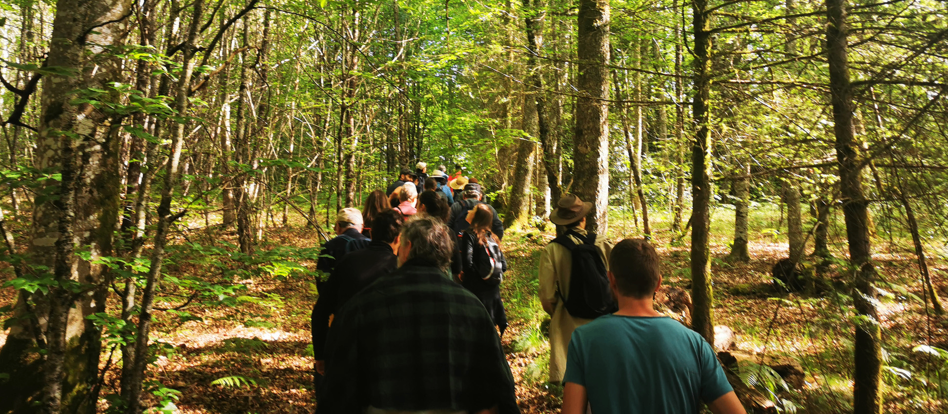 Promenade collective en forêt d'automne