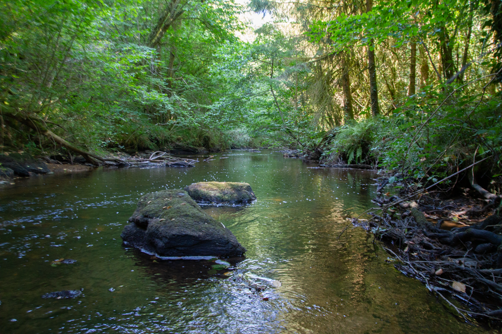 Ruisseau au cœur de la forêt du Périgord-Limousin